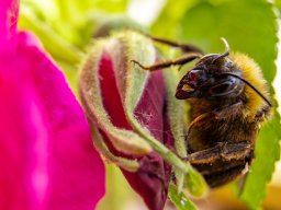 Auge in Auge mit der Hummel auf der Apfelrose
